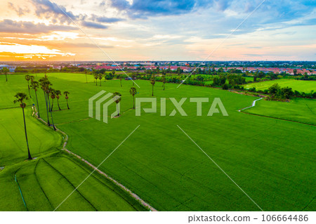 Aerial view green paddy rice plantation field sunset sky cloud agricultural 106664486