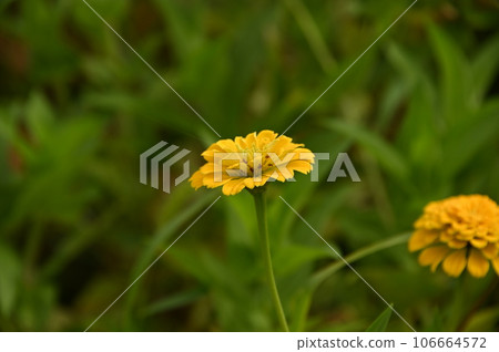 黃花 黃花 106664572