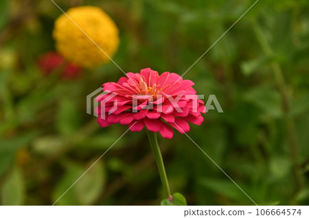 紅花	 106664574