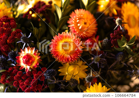 Autumn composition of dry red pink orange flowers and herbs closeup. Fall flowers closeup background, halloween, thanksgiving decoration. Floristic art decoration closeup. Autumn composition of dry red pink orange flowers and herbs closeup. Fall flowers closeup background, halloween, thanksgiving decoration. Floristic art decoration closeup. 106664784