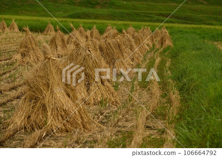 收穫後的稻捆 106664792
