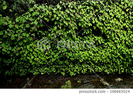出鶴山千手院萬願寺境內的出鶴河畔,秋草盛開 出鶴山千手院萬願寺境內的出鶴河畔,秋草盛開 106665024