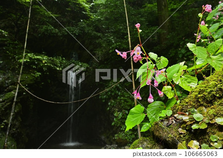 伊鶴山千手院萬願寺奧之院大飛瀑布的秋花 伊鶴山千手院萬願寺奧之院大飛瀑布的秋花 106665063