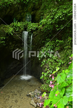 伊鶴山千手院萬願寺奧之院大飛瀑布的秋花 106665064
