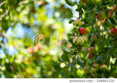 Apples on a tree in the form of a background. Autumn red apples on apple trees Apples on a tree in the form of a background. Autumn red apples on apple trees 106665120