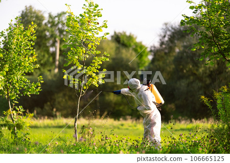 A worker sprays pesticides on trees outdoors. Pest control 106665125