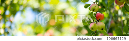 Apples on a tree in the form of a background. Autumn red apples on apple trees Apples on a tree in the form of a background. Autumn red apples on apple trees 106665129