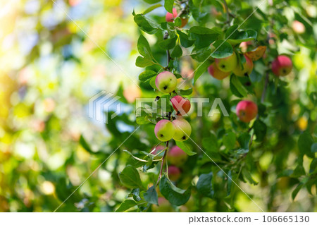 Apples on a tree in the form of a background. Autumn red apples on apple trees Apples on a tree in the form of a background. Autumn red apples on apple trees 106665130
