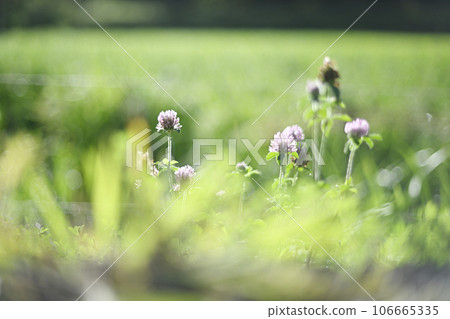 Original scenery, rural scenery, rural scenery, white clover, flowers, summer, Toyama Prefecture 106665335