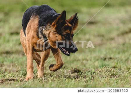 Dog running fast and chasing lure across green field at dog racing competion Dog running fast and chasing lure across green field at dog racing competion 106665430