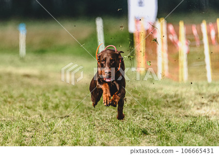Dobermann dog lifted off the ground during the dog racing competition running straight into camera Dobermann dog lifted off the ground during the dog racing competition running straight into camera 106665431