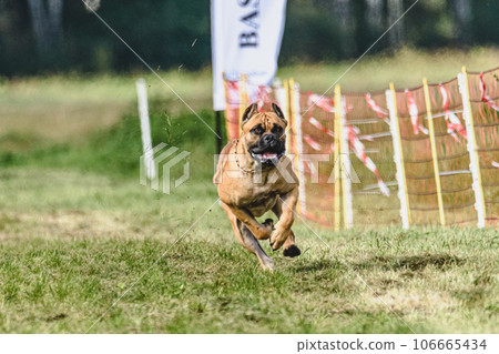 Dog running fast and chasing lure across green field at dog racing competion Dog running fast and chasing lure across green field at dog racing competion 106665434