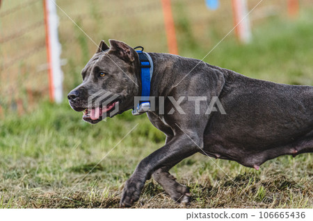 Pit Bull Terrier flying moment of running across the field on lure coursing competition Pit Bull Terrier flying moment of running across the field on lure coursing competition 106665436