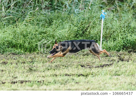 Dog running fast and chasing lure across green field at dog racing competion Dog running fast and chasing lure across green field at dog racing competion 106665437