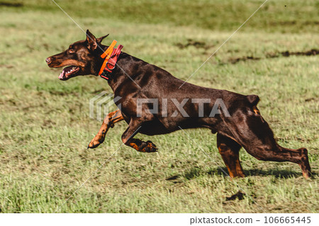 Dobermann dog lifted off the ground during the dog racing competition running straight into camera Dobermann dog lifted off the ground during the dog racing competition running straight into camera 106665445
