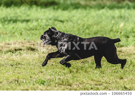 Cane corso dog running fast and chasing lure across green field at dog racing competion Cane corso dog running fast and chasing lure across green field at dog racing competion 106665450