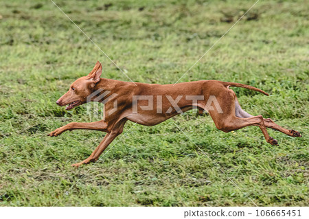 dog, running, animal 106665451