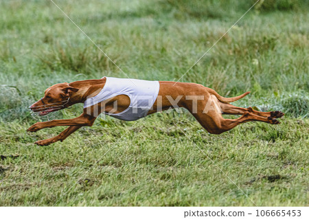 dog, running, animal 106665453