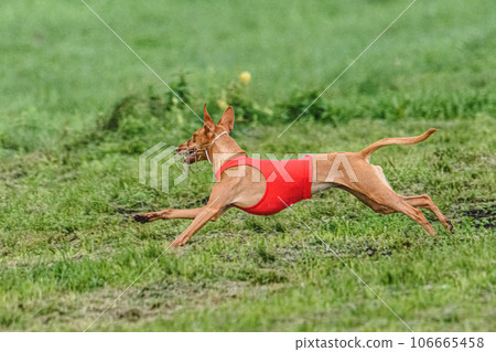 dog, running, animal 106665458