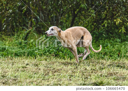 Whippet dog running fast straight at full speed straight on camera 106665470