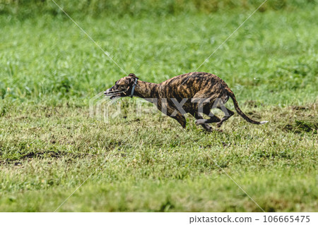 Whippet dog running fast straight at full speed straight on camera 106665475