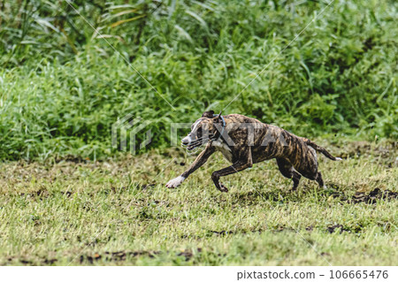 Whippet dog running fast straight at full speed straight on camera Whippet dog running fast straight at full speed straight on camera 106665476