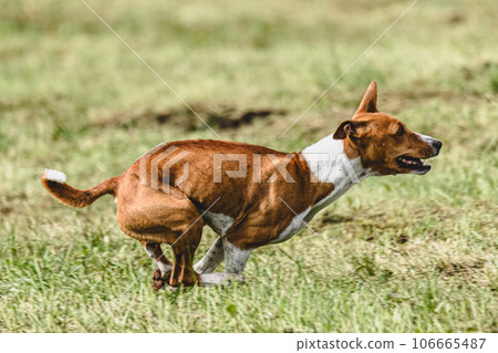 Basenji dog moment of running and flying in green field at full speed Basenji dog moment of running and flying in green field at full speed 106665487