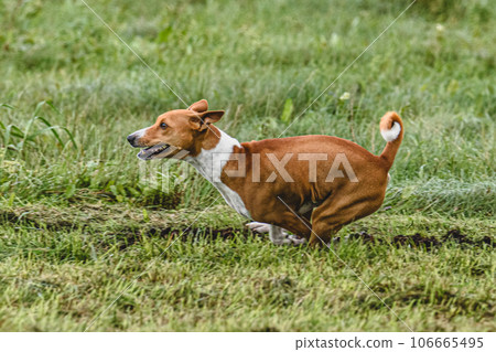 Basenji dog running fast and chasing lure across green field at dog racing competion Basenji dog running fast and chasing lure across green field at dog racing competion 106665495