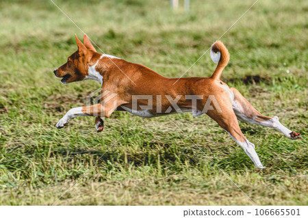 Basenji dog catching lure in the field at coursing and racing competition Basenji dog catching lure in the field at coursing and racing competition 106665501