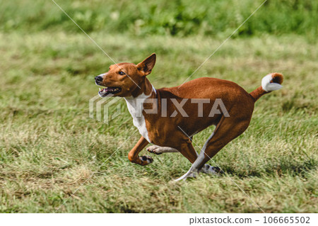 Basenji dog catching lure in the field at coursing and racing competition Basenji dog catching lure in the field at coursing and racing competition 106665502