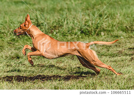 dog, running, animal 106665511