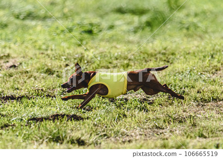 Pinscher dog flying moment of running across the field on lure coursing competition Pinscher dog flying moment of running across the field on lure coursing competition 106665519