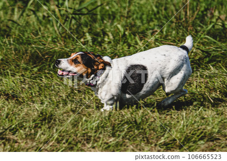 Dog running in green field and chasing lure at full speed on coursing competition Dog running in green field and chasing lure at full speed on coursing competition 106665523