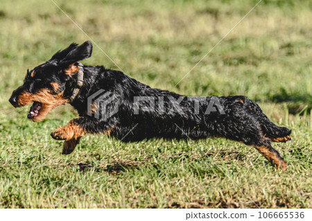 Dog running in green field and chasing lure at full speed on coursing competition 106665536