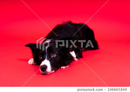 Close-up of Border Collie, 1.5 years old, looking at camera against red and yellow background Close-up of Border Collie, 1.5 years old, looking at camera against red and yellow background 106665849