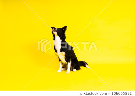 Close-up of Border Collie, 1.5 years old, looking at camera against red and yellow background 106665851