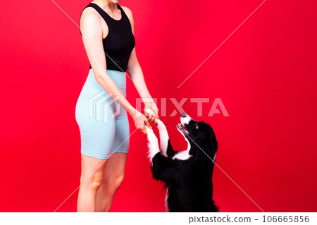 Caucasian woman training border collie dog. Concept of relationship between human and animal. 106665856