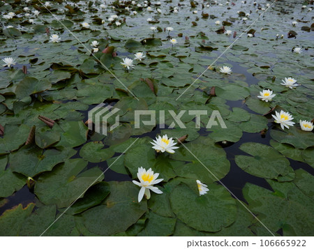 音根水公園 音根水公園 106665922