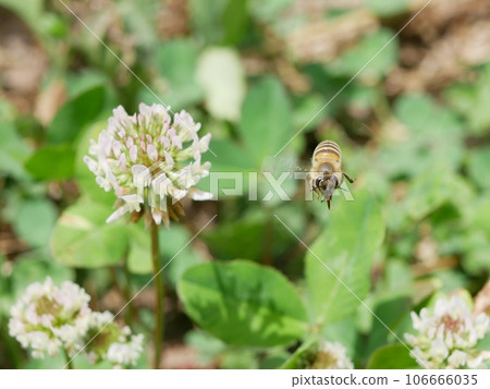 白三葉草和蜜蜂 白三葉草和蜜蜂 106666035