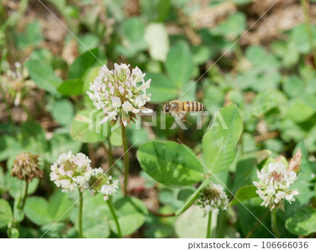 白三葉草和蜜蜂 106666036