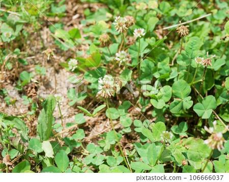 White clover and bees 106666037