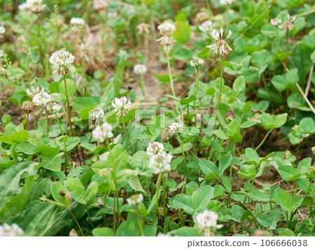 White clover and bees 106666038