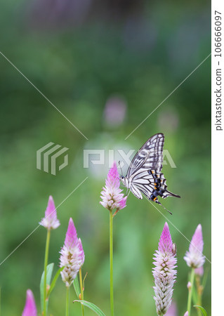 A swallowtail butterfly sitting on a purple flower. Celosia argentea, Papilio xuthus A swallowtail butterfly sitting on a purple flower. Celosia argentea, Papilio xuthus 106666097