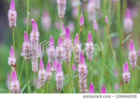 A gorgeous purple flower found on the side of the road. Celosia Argentina 106666098