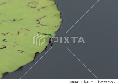 A damselfly sitting on a lotus leaf in a pond. Zygoptera, Ischnura senegalensis A damselfly sitting on a lotus leaf in a pond. Zygoptera, Ischnura senegalensis 106666099