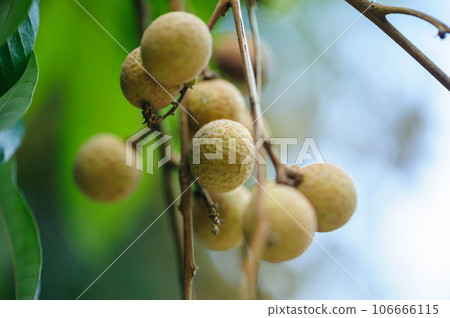 tropical fruits longan in growth on tree tropical fruits longan in growth on tree 106666115
