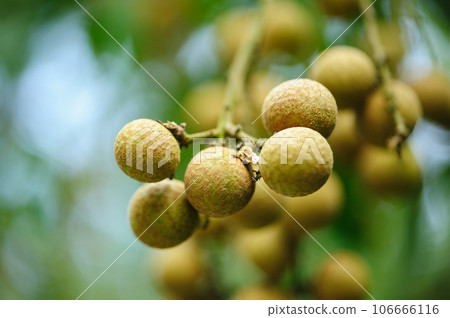 Tropical fruits longan in growth on tree Tropical fruits longan in growth on tree 106666116