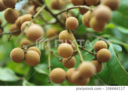 Tropical fruits longan in growth on tree Tropical fruits longan in growth on tree 106666117