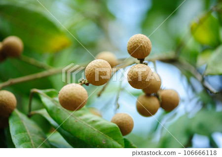 Tropical fruits longan in growth on tree Tropical fruits longan in growth on tree 106666118