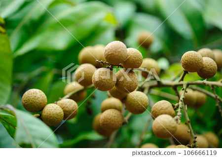 Tropical fruits longan in growth on tree Tropical fruits longan in growth on tree 106666119